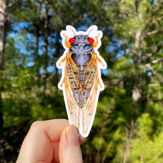 A hand holding a weatherproof vinyl sticker with an illustration of the dorsal view of a periodical cicada.