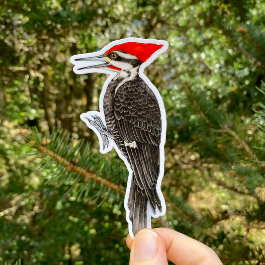 A hand holding a sticker of a pileated woodpecker.