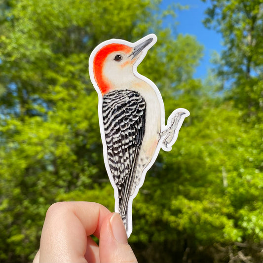 A hand holding a weatherproof vinyl sticker of a red-bellied woodpecker with a background of greenery.