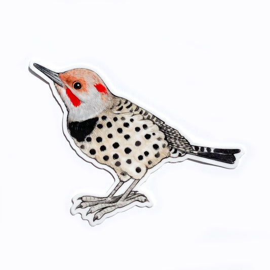 A sticker of a northern flicker on a white background.