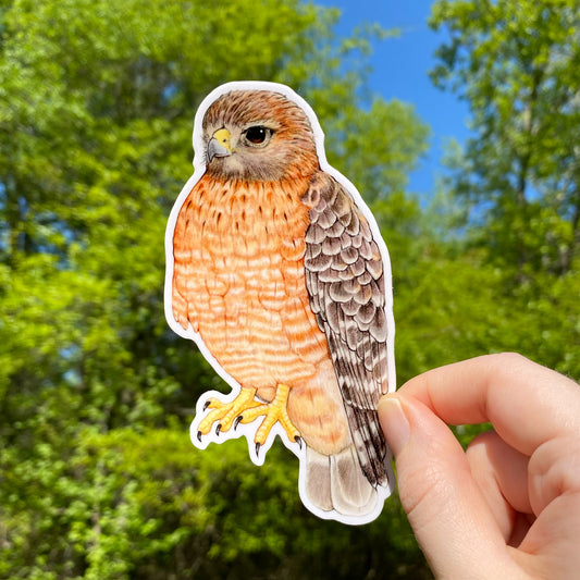 A hand holding a weatherproof vinyl sticker of a red-shouldered hawk with a background of greenery.