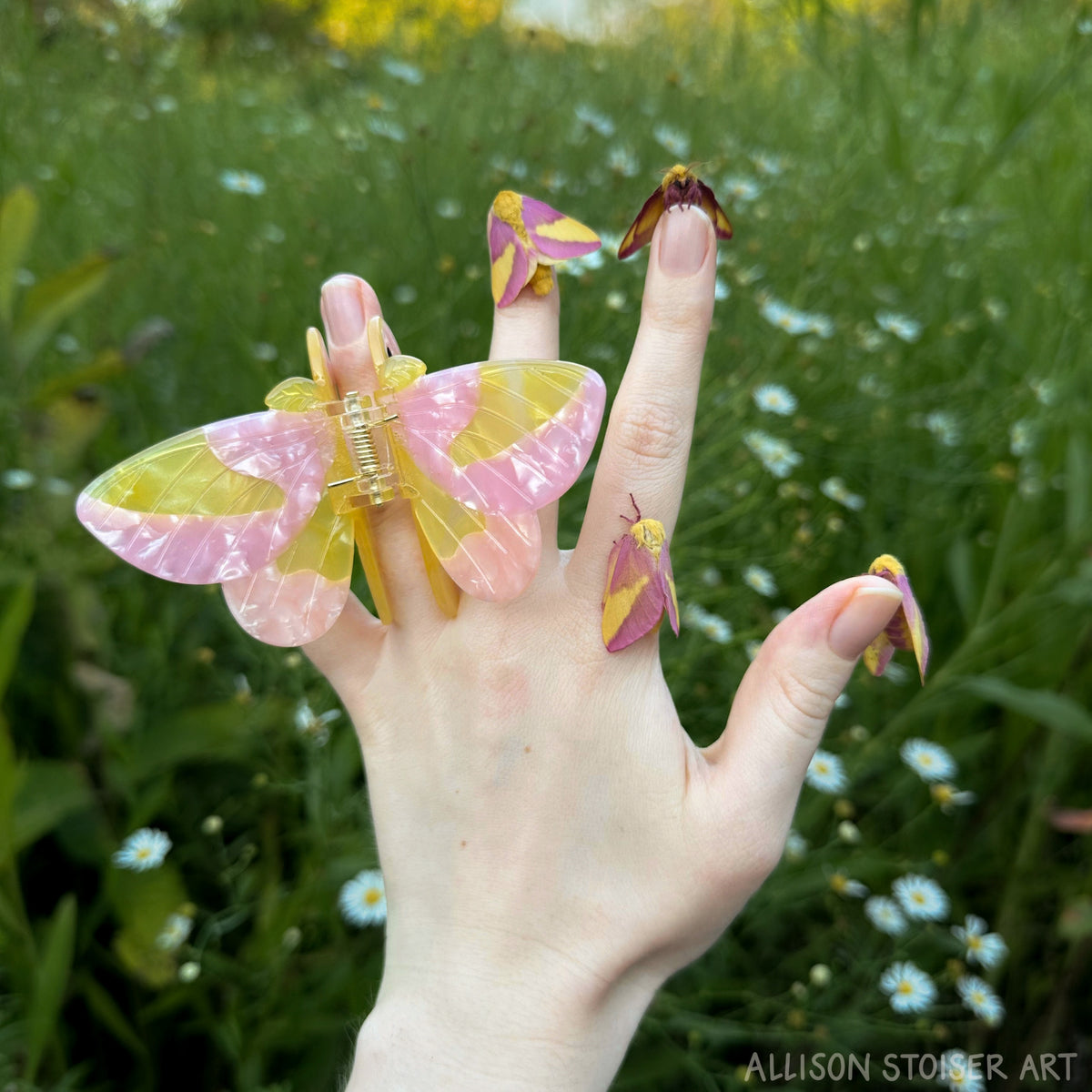 Rosy maple moth hair claw with rosy maple moths