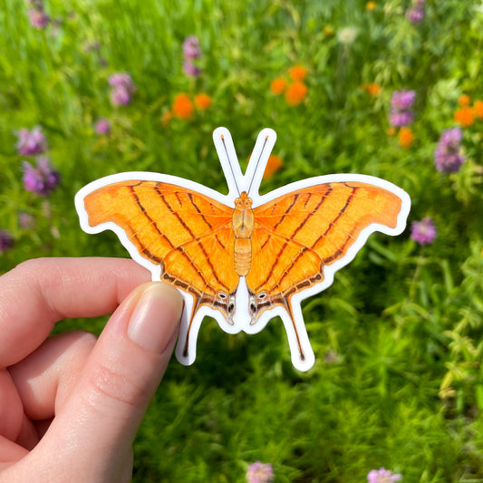 ruddy daggerwing weatherproof vinyl sticker