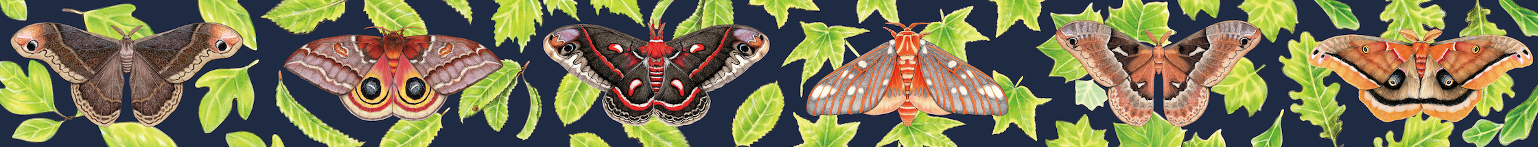 A border of silkmoths and their host plants