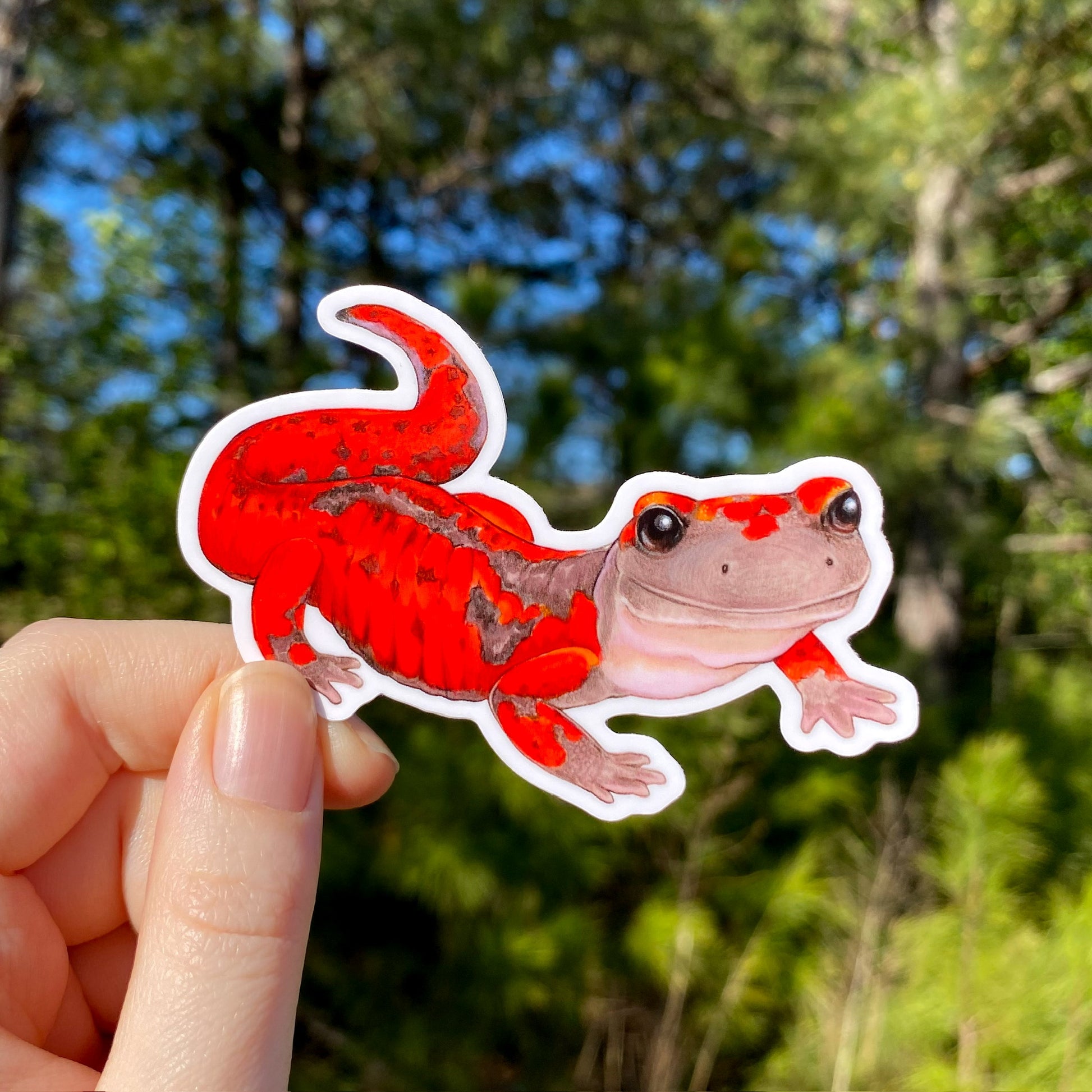 A hand holding a vinyl sticker of a red Sierra Nevada ensatina with a blurred background.