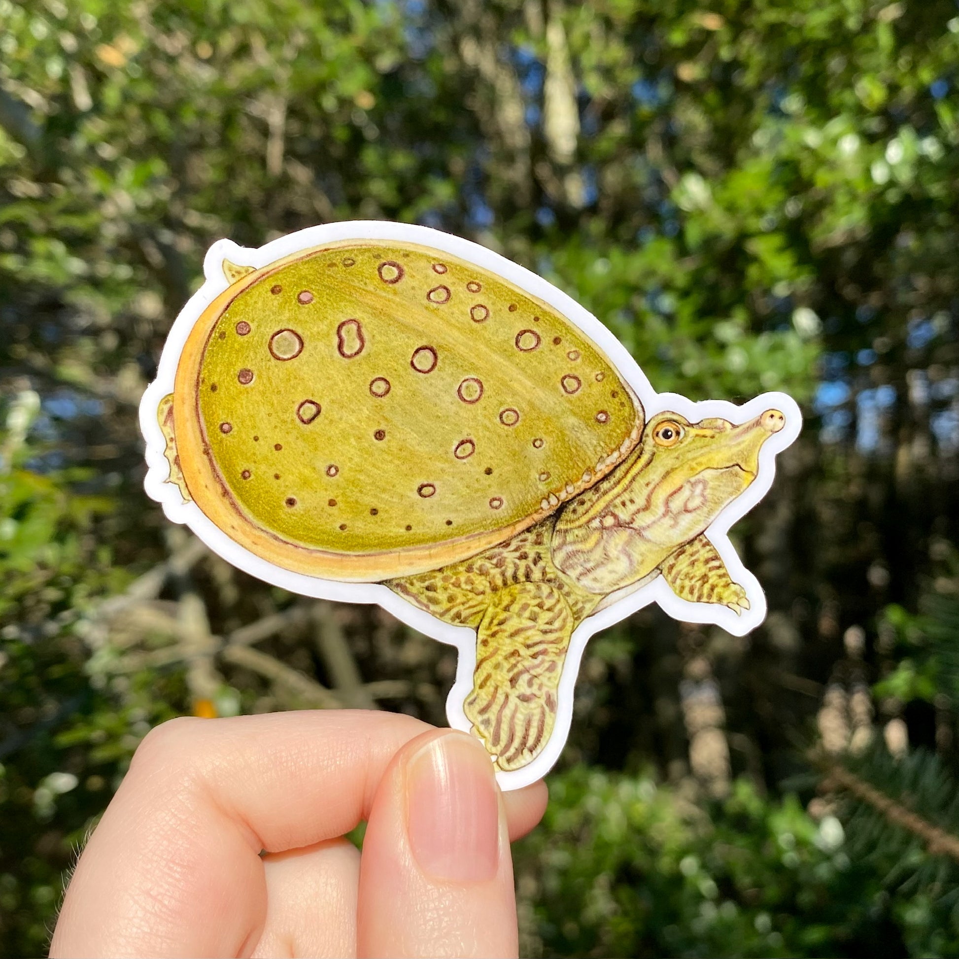 A hand holding a weatherproof vinyl sticker of a spiny softshell turtle with a background of trees.