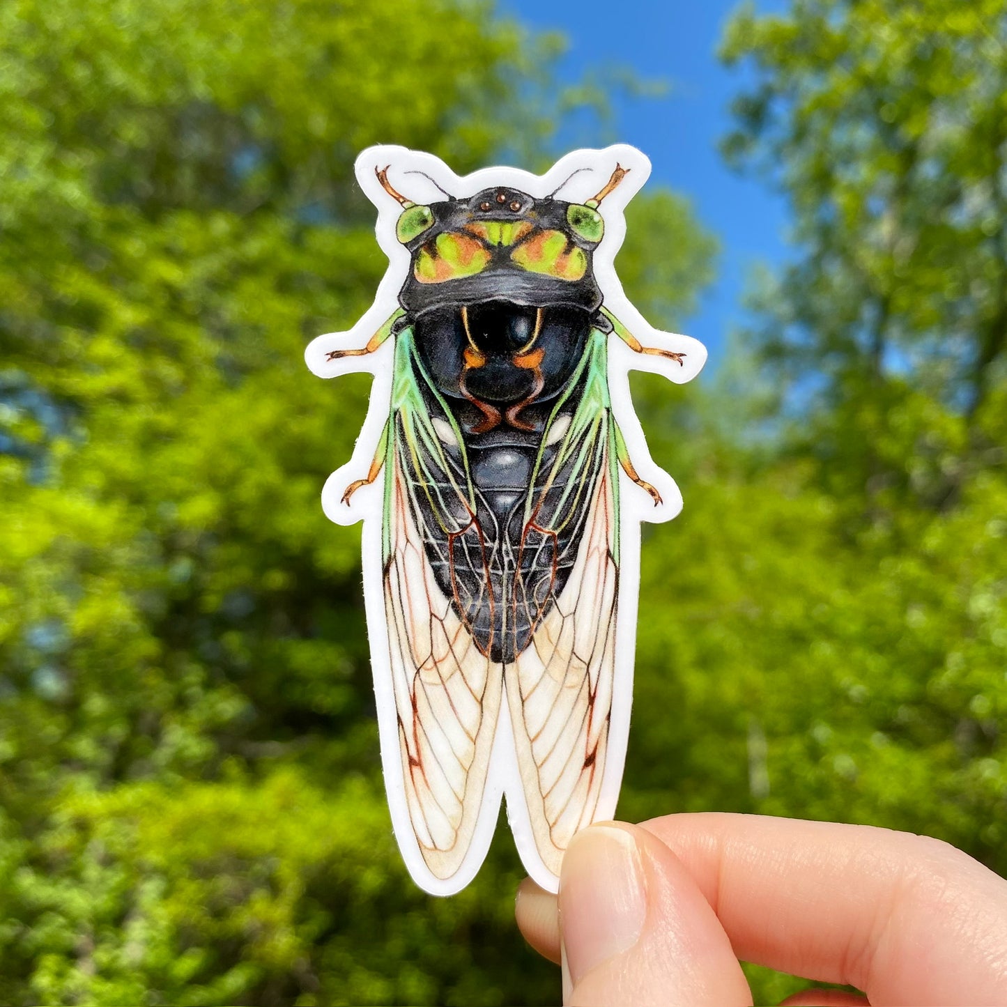 A weatherproof vinyl sticker of a swamp cicada held by a hand with a green tree in the background.