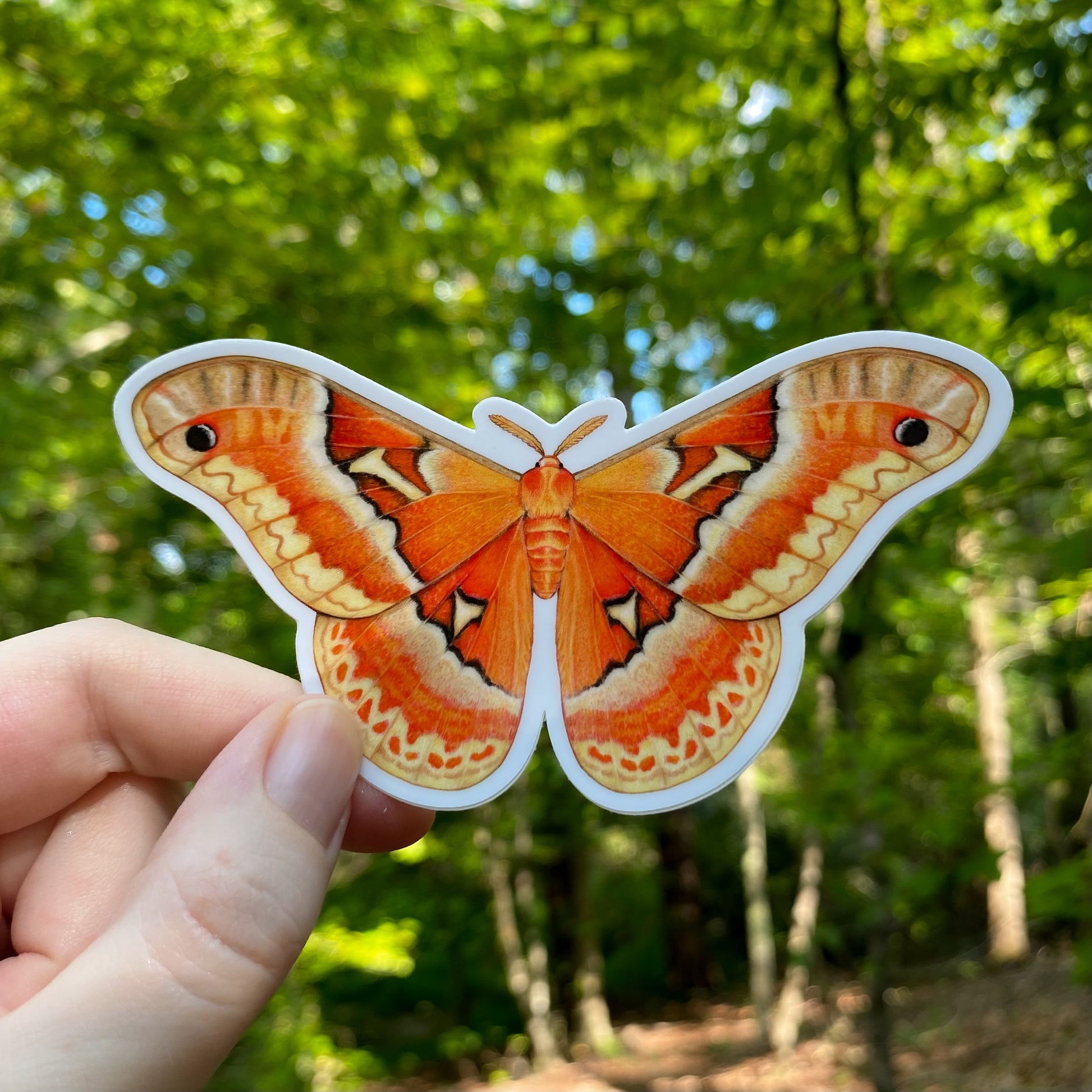 Hand holding a tuliptree silkmoth sticker in front of a forest background