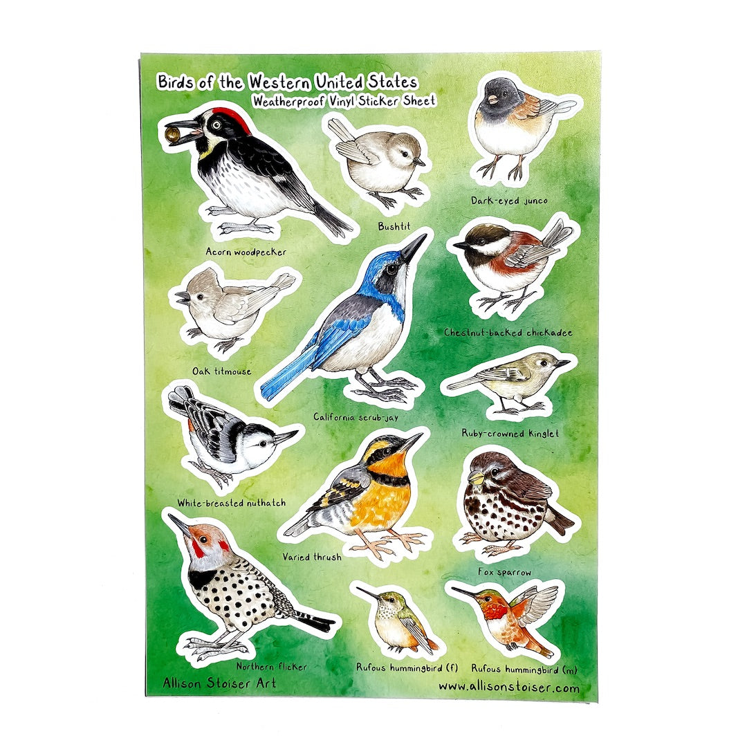 A sticker sheet titled "Birds of the Western United States Weatherproof Vinyl Sticker Sheet" on a white background. Along the bottom, it reads "Allison Stoiser Art" and "www.allisonstoiser.com". The sticker sheet has labled birds on a green watercolor background including the acorn woodpecker, bushtit, dark-eyed junco, oak titmouse, California scrub jay, chestnut-backed chickadee, ruby-crowned kinglet, white-breasted nuthatch, varied thrush, fox sparrow, northern flicker, and rufous hummingbirds.