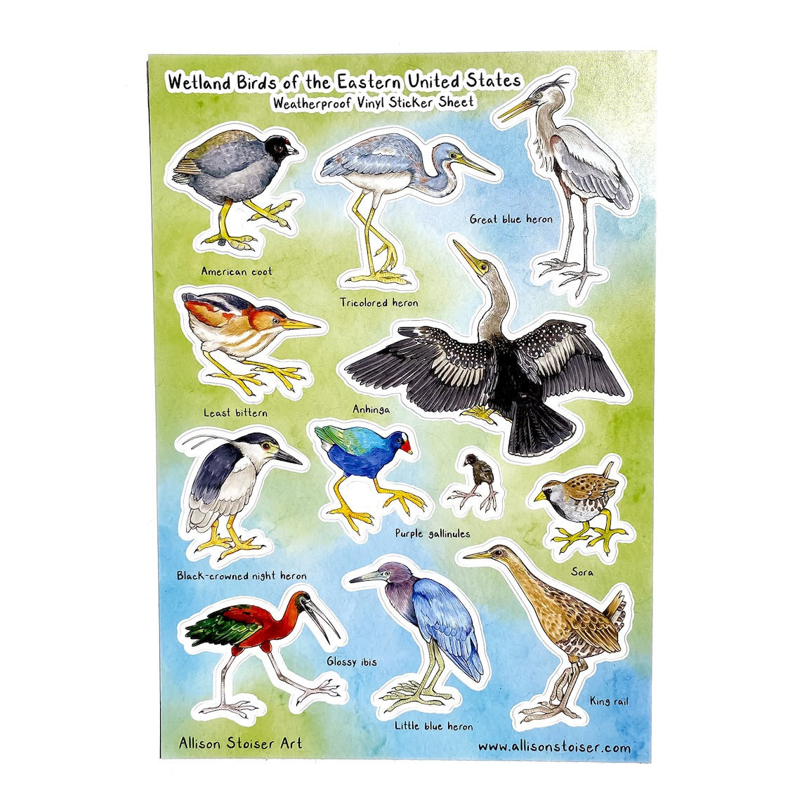 A sticker sheet titled "Wetland Birds of the Eastern United States Weatherproof Vinyl Sticker Sheet" on a white background. Along the bottom, it reads "Allison Stoiser Art" and "www.allisonstoiser.com". The sticker sheet has labled birds on a blue and green watercolor background including the American coot, tricolored heron, great blue heron, least bittern, anhinga, black-crowned night heron, purple gallinule, sora, glossy ibis, little blue heron, and king rail.