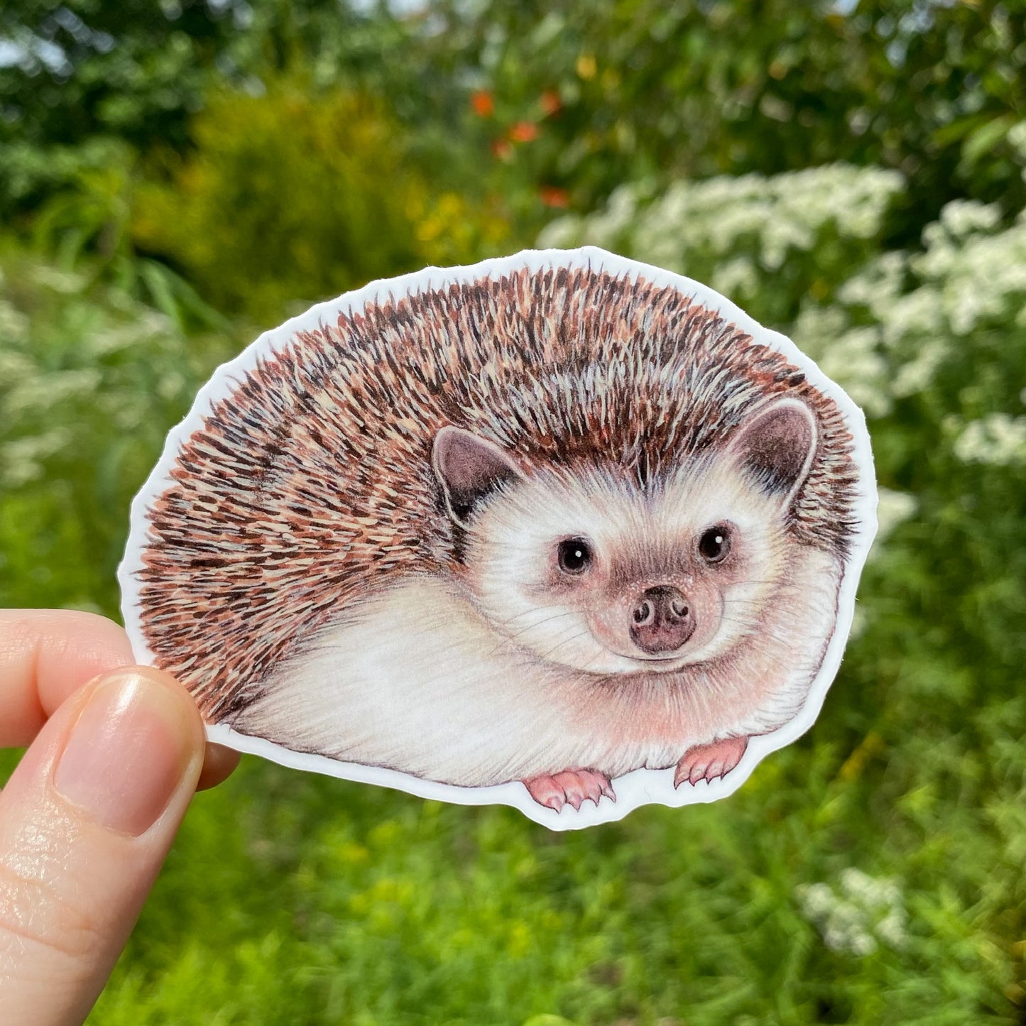 A hand holding a weatherproof vinyl sticker of a hedgehog.