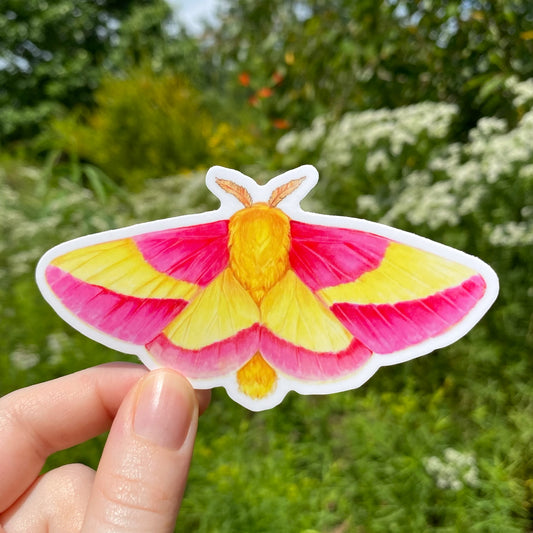 A hand holding a sticker featuring a rosy maple moth illustration