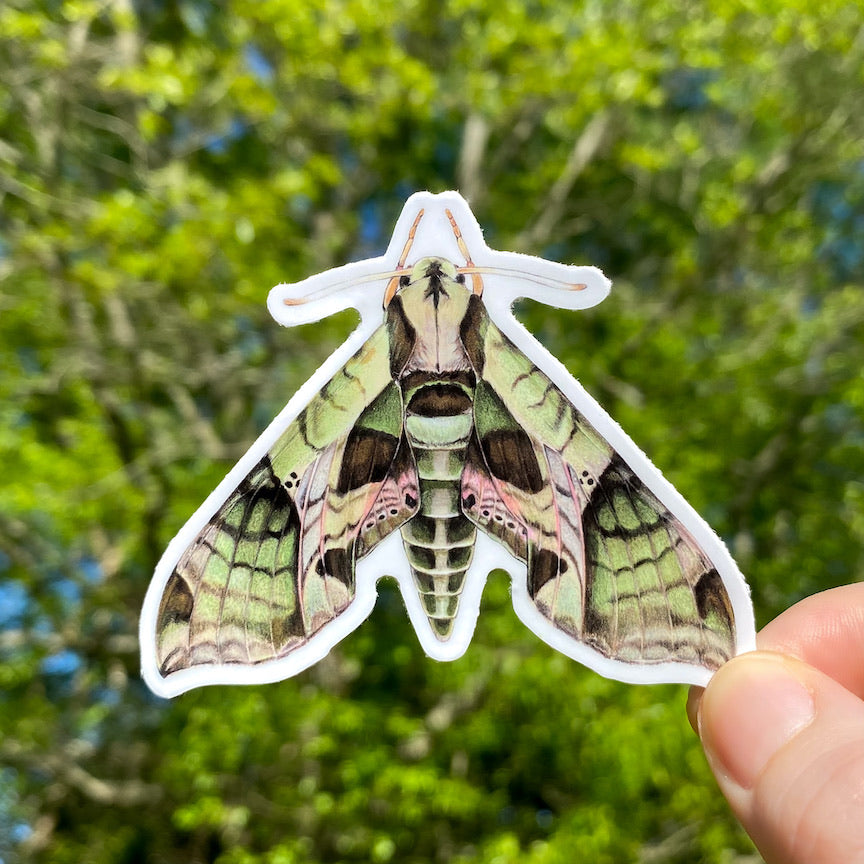 A hand holding a weatherproof vinyl sticker of a Pandorus sphinx moth.