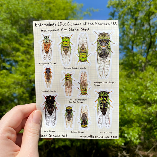 a sticker sheet with eleven cicada stickers