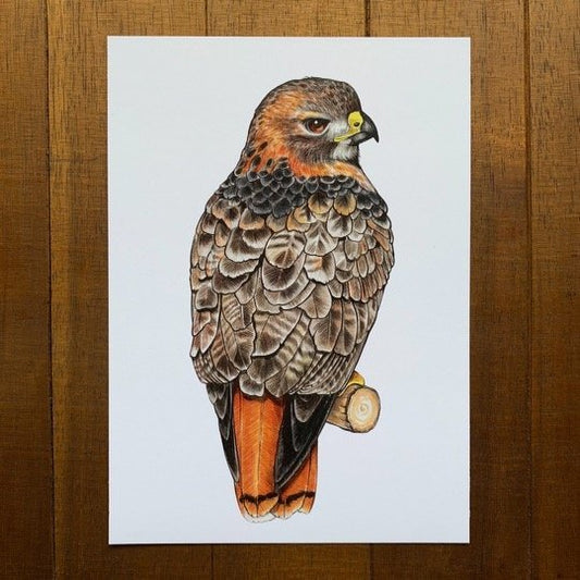 A 5" by 7" print of a red-tailed hawk.