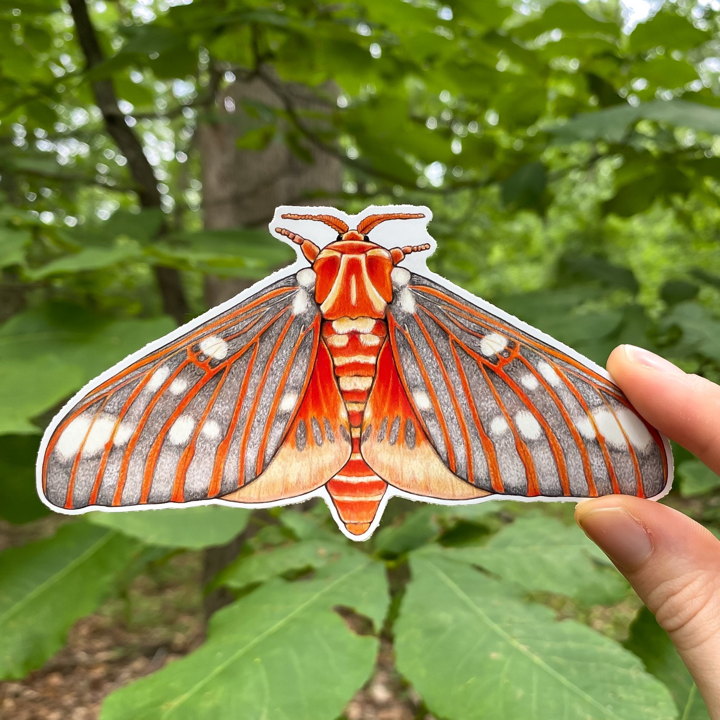 Moth Sticker, Cecropia Moth Insect Sticker, Waterproof Vinyl Art Stick -  studiotuesday