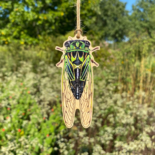 A wooden ornament strung with twine of a green Linne's cicada.
