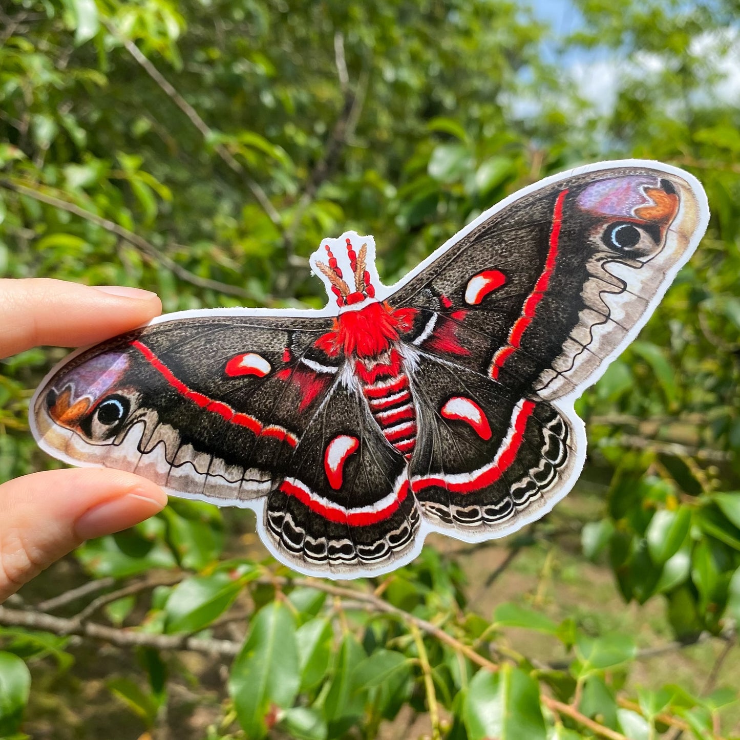 Cecropia Moth Weatherproof Vinyl Sticker