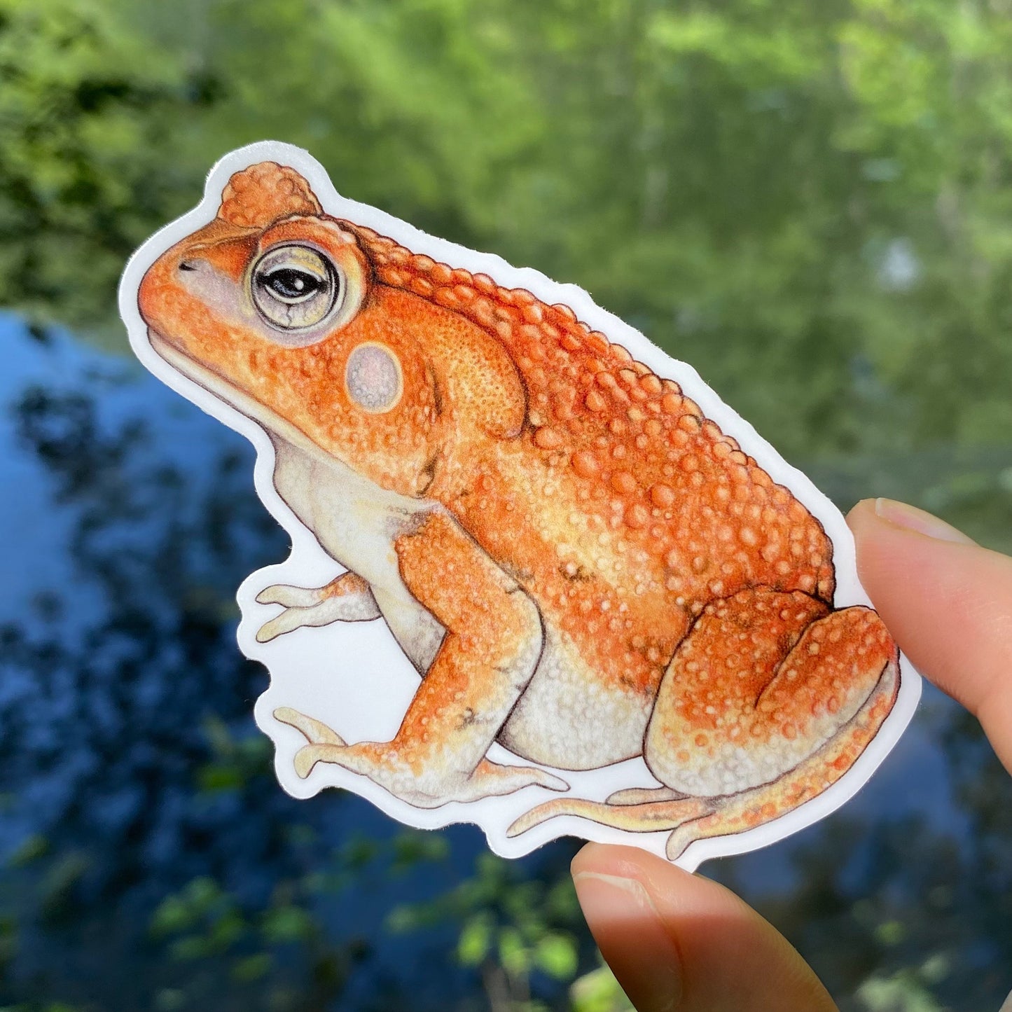 A hand holding a weatherproof vinyl sticker of an American toad.