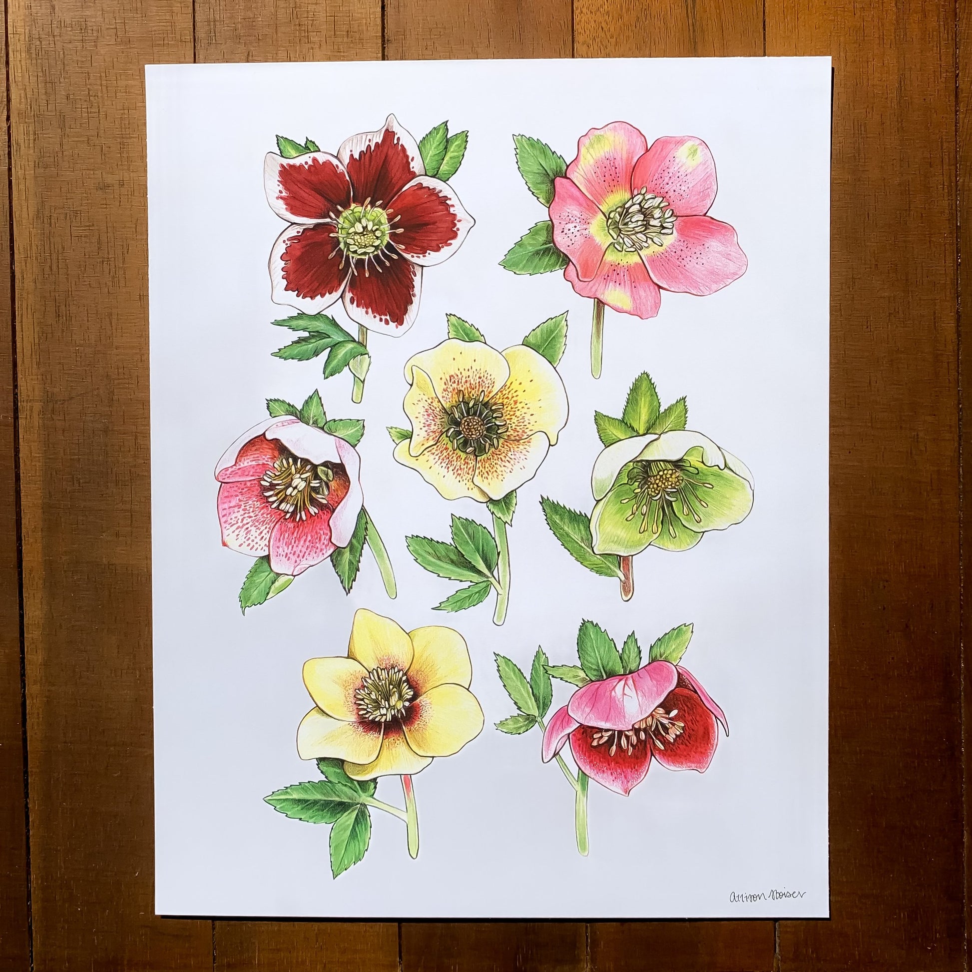 A print featuring lenten roses