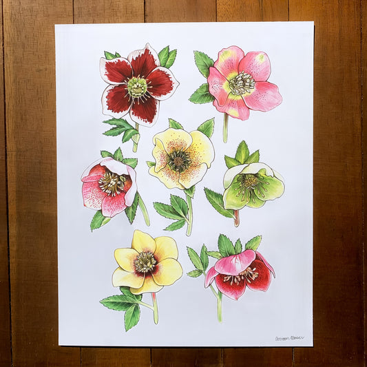 A print featuring lenten roses