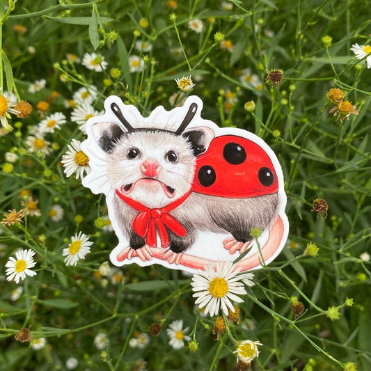A weatherproof vinyl sticker featuring an illustration of an opossum dressed as a ladybug