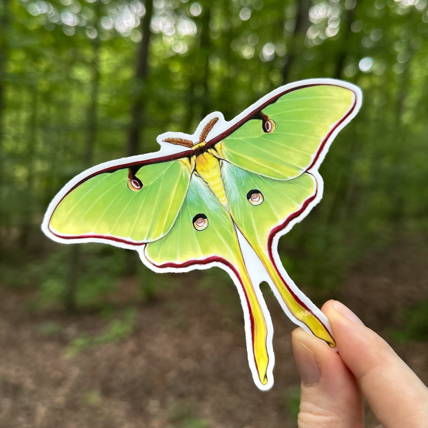 A hand holding a weatherproof vinyl sticker of a luna moth with its wings spread.