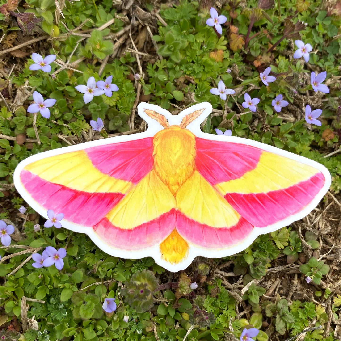 A rosy maple moth sticker on a grassy background