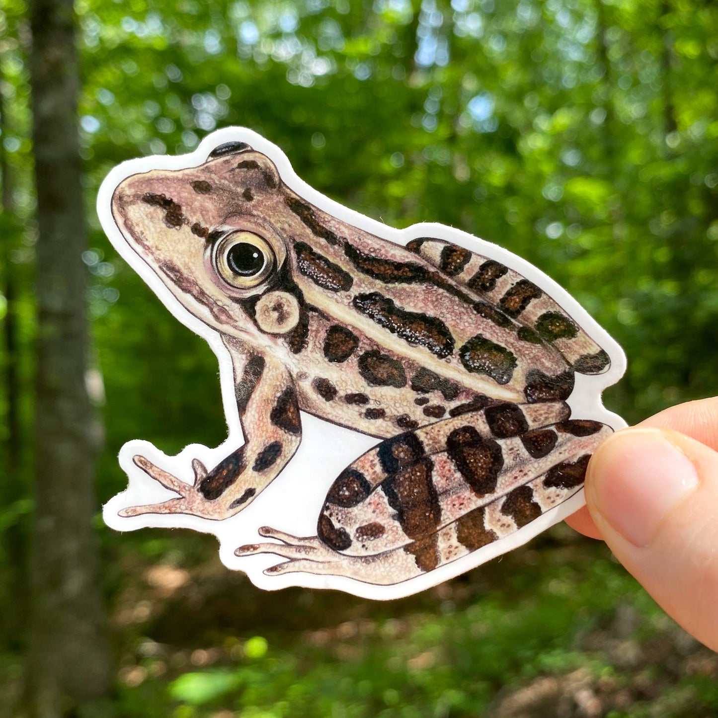 A hand holding a weatherproof vinyl sticker of a pickerel frog.