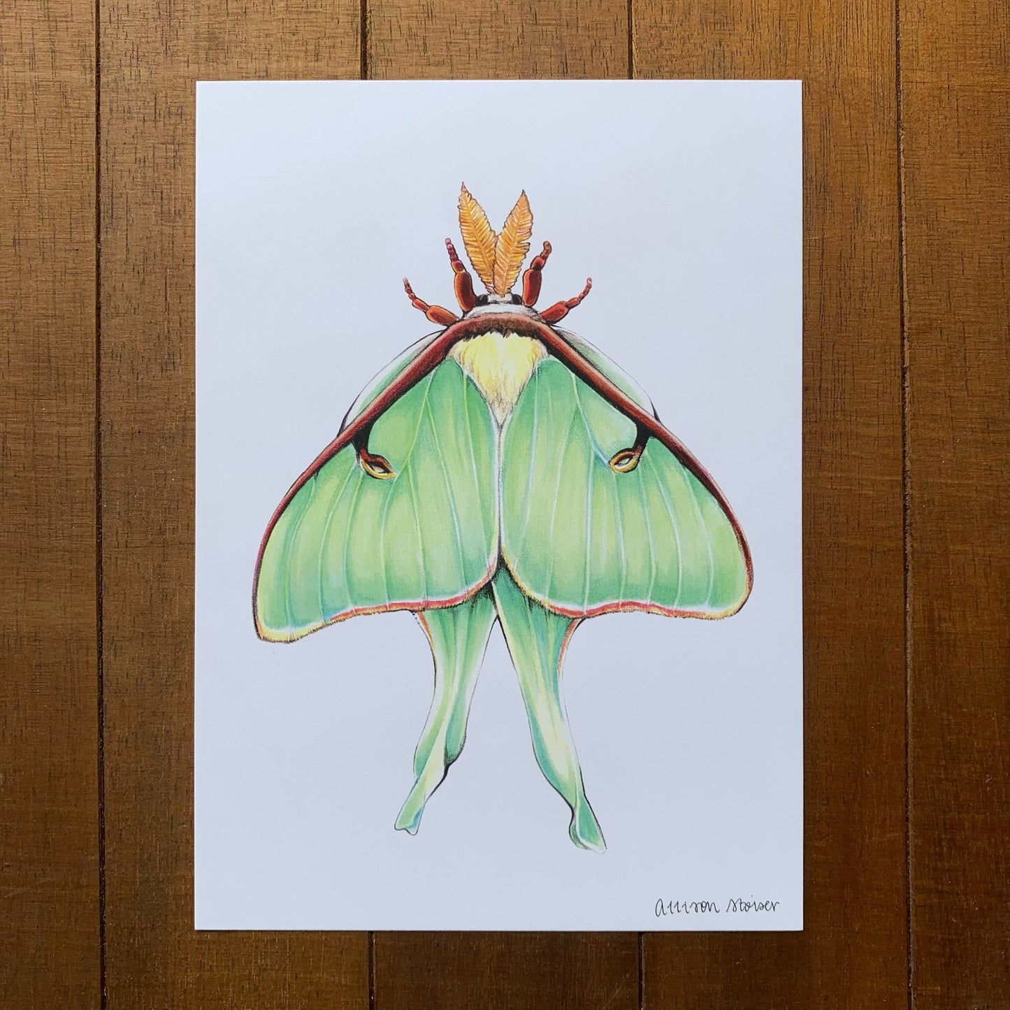 A print featuring an illustration of a luna moth