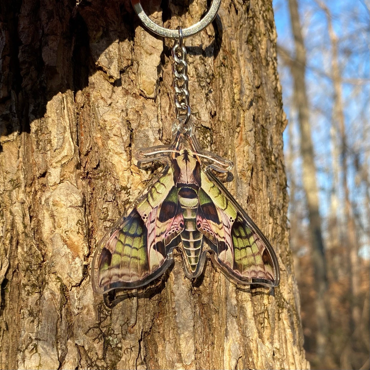 A keychain of a Pandorus sphinx moth held against on a tree trunk.