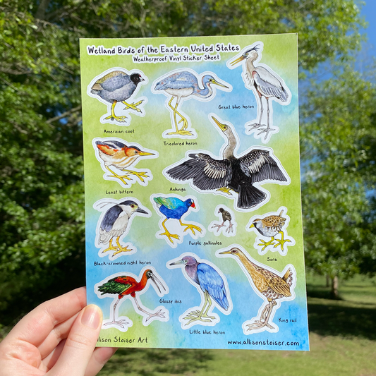 A hand holding a sticker sheet titled "Wetland Birds of the Eastern United States Weatherproof Vinyl Sticker Sheet." Along the bottom, it reads "Allison Stoiser Art" and "www.allisonstoiser.com". The sticker sheet has labled birds on a blue and green watercolor background including the American coot, tricolored heron, great blue heron, least bittern, anhinga, black-crowned night heron, purple gallinule, sora, glossy ibis, little blue heron, and king rail.