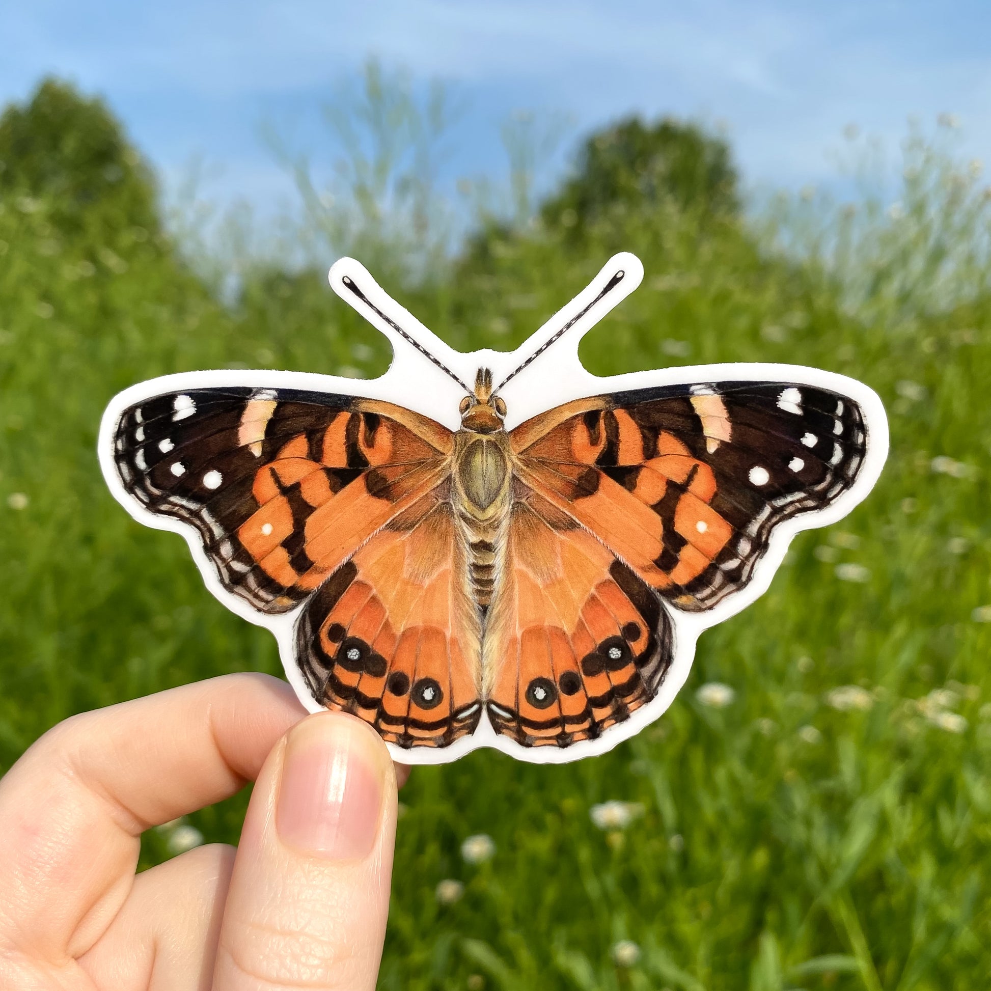 A hand holding a sticker featuring an illustration of an American painted lady butterfly