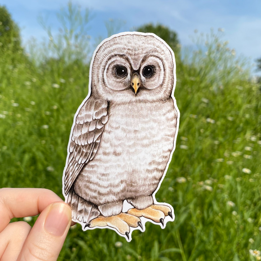 Barred Owl Fledgling Weatherproof Vinyl Sticker