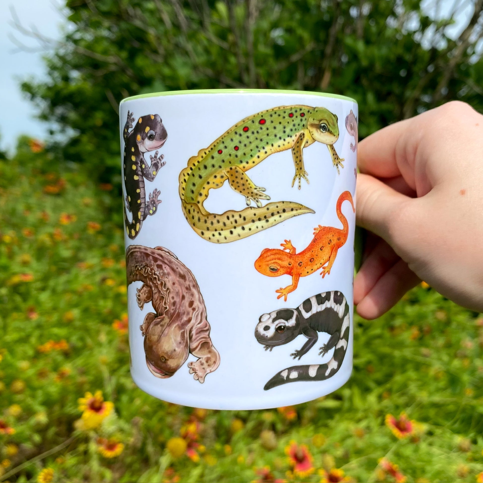 A hand holding a green handled mug of salamanders. This side shows the eastern newt adult, gray-cheeked salamander, eastern newt eft, hellbender, and marbled salamander.