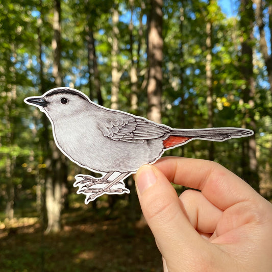 A hand holding a weatherproof vinyl sticker of a gray catbird.