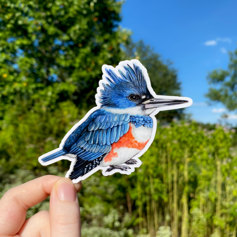 Female Belted Kingfisher Weatherproof Vinyl Sticker
