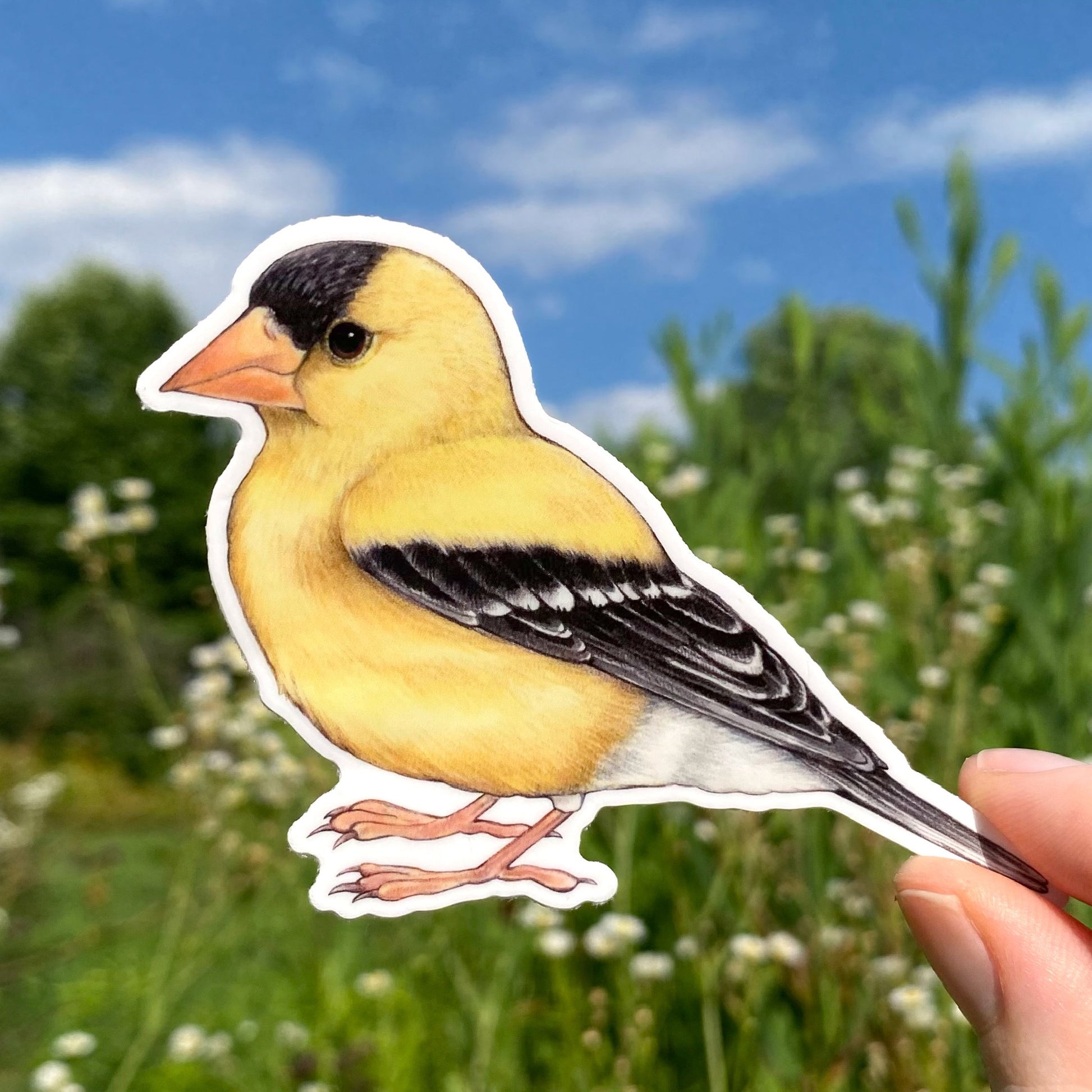 A hand holding a weatherproof vinyl sticker of an American goldfinch.