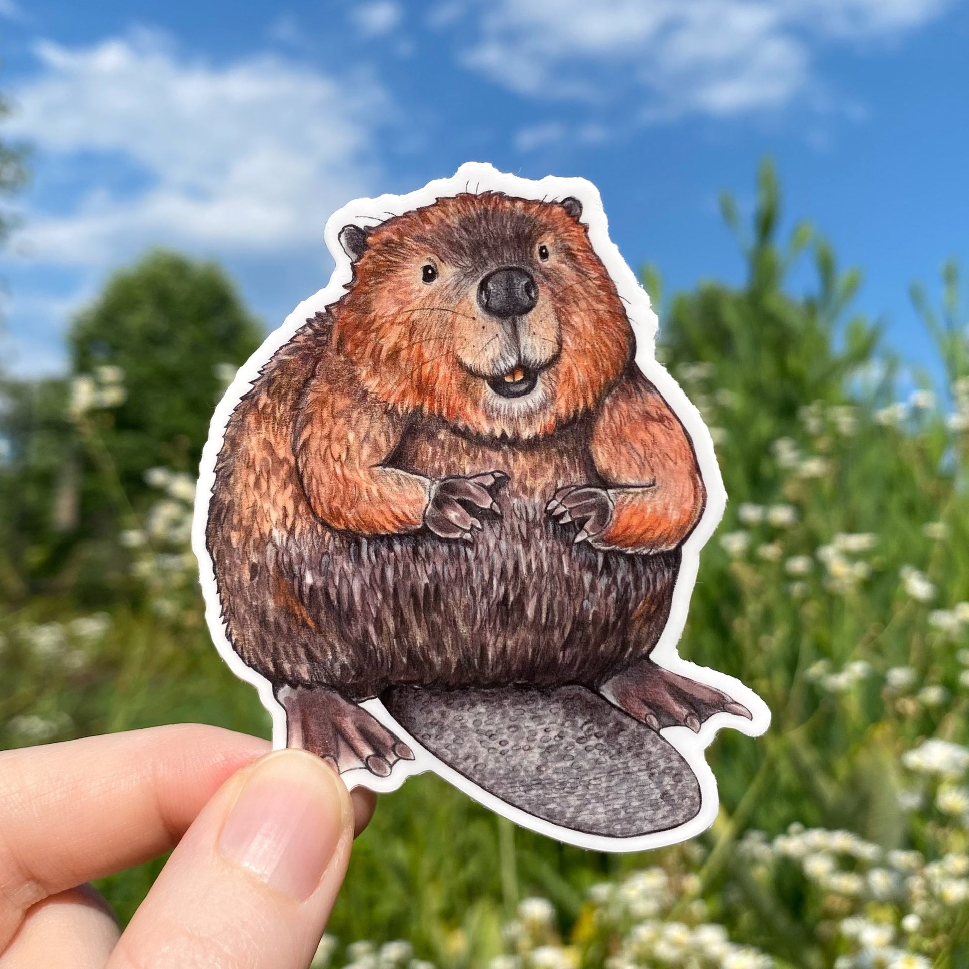 A hand holding a weatherproof vinyl sticker of an American beaver.