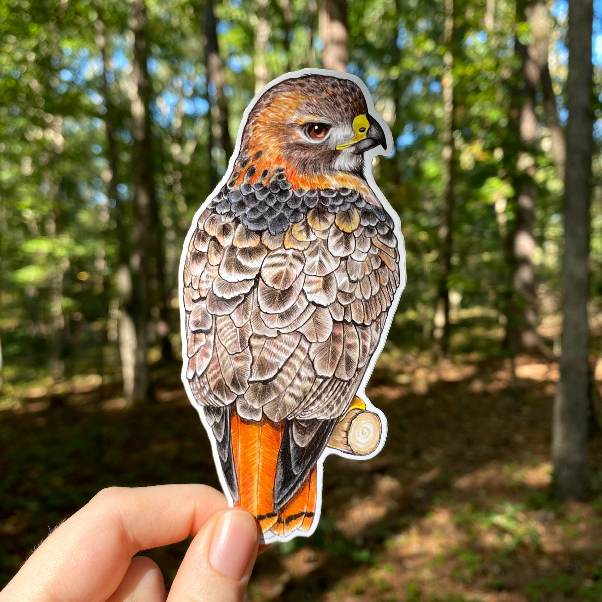 A hand holding a weatherproof vinyl sticker of a red-tailed hawk.