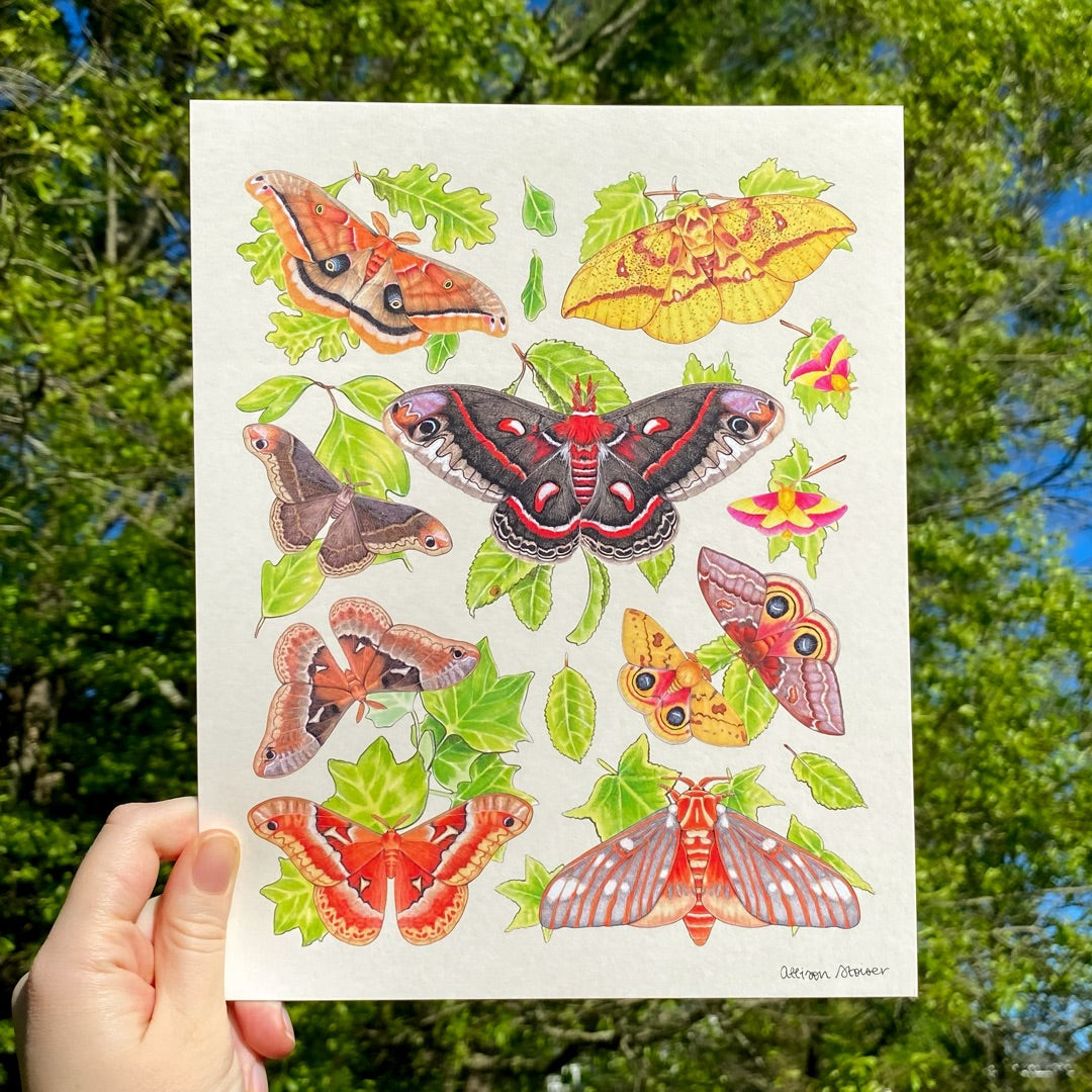 A hand holding an 8 by 10" print of silk moths and their host plants on a beige background.