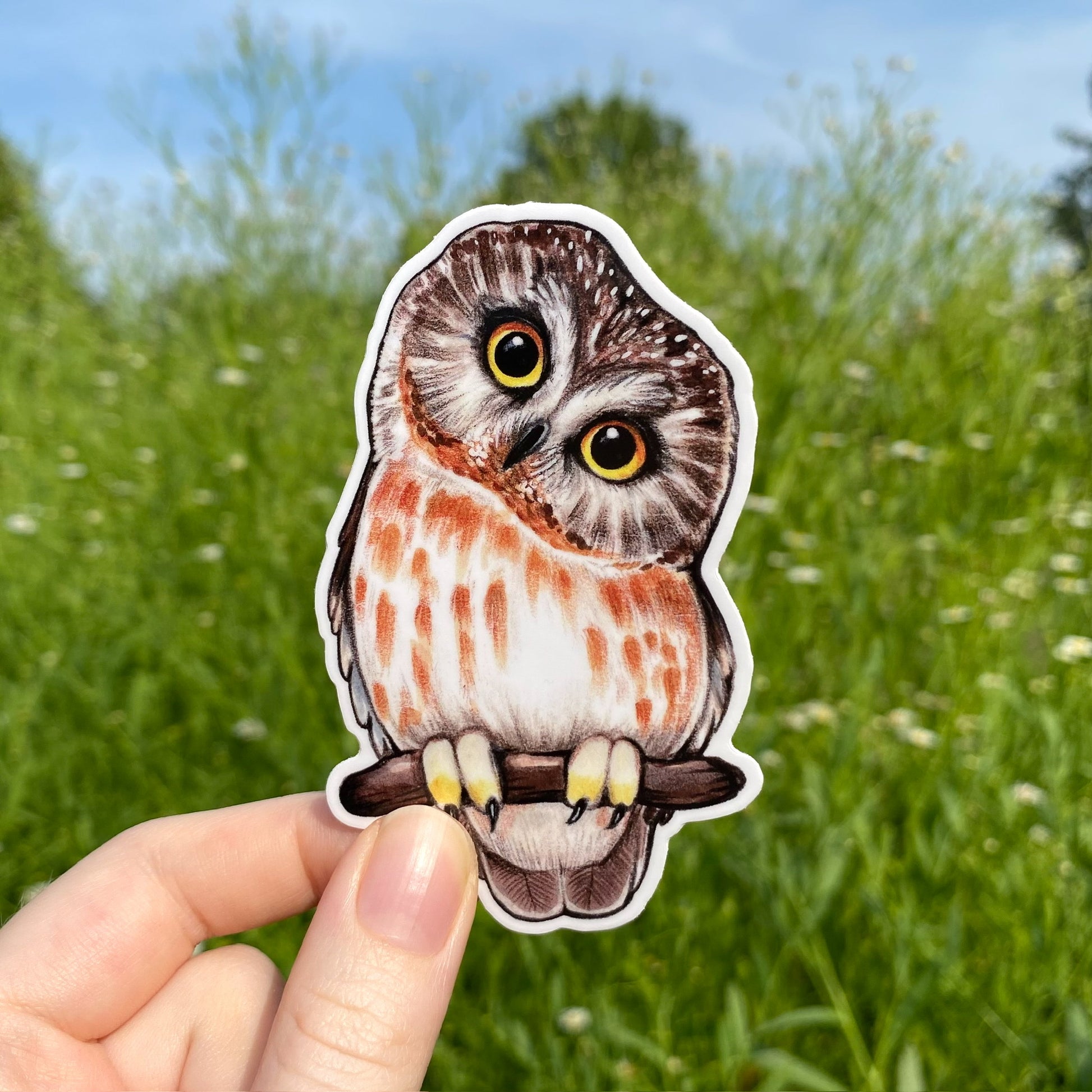 A weatherproof vinyl sticker featuring an illustration of a saw-whet owl