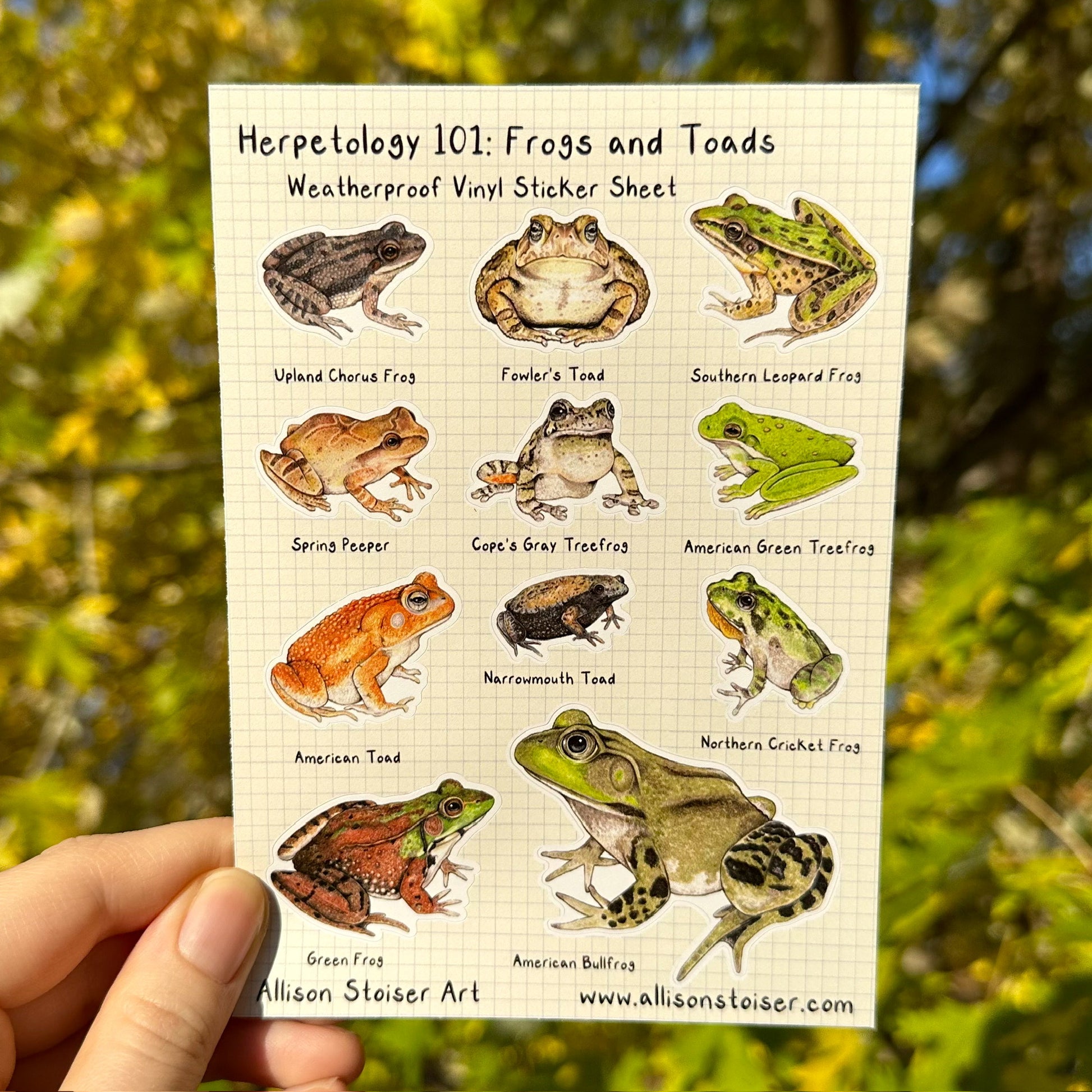 A weatherproof sticker sheet featuring illustrations of frogs and toads