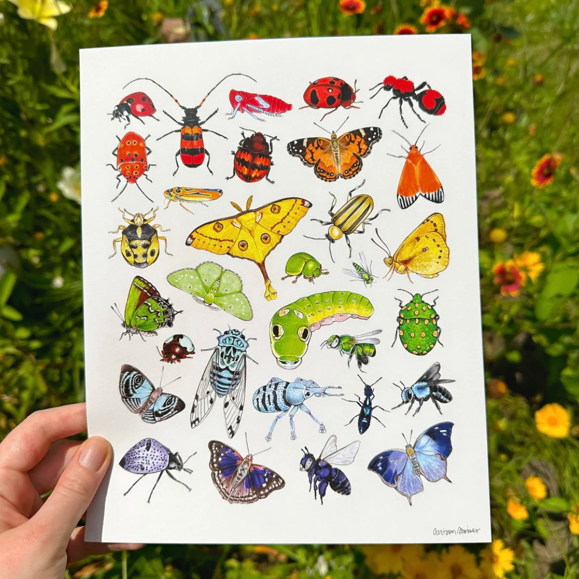 A print featuring illustrations of colorful insects arranged in rainbow order