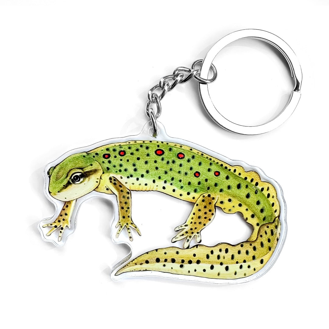 A keychain of an eastern newt adult on a white background.