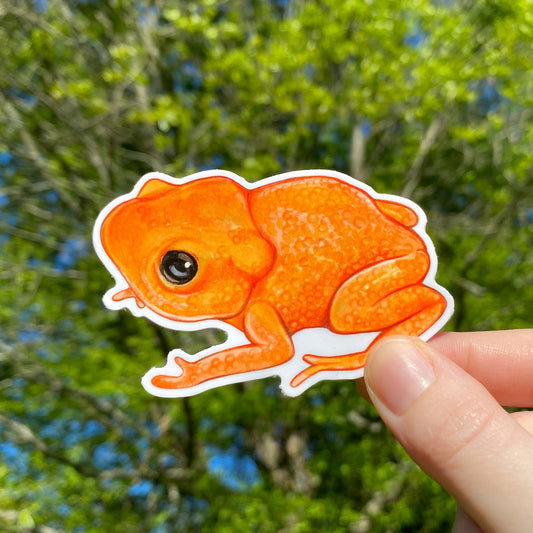 A hand holding a weatherproof vinyl sticker of a pumpkin toadlet.