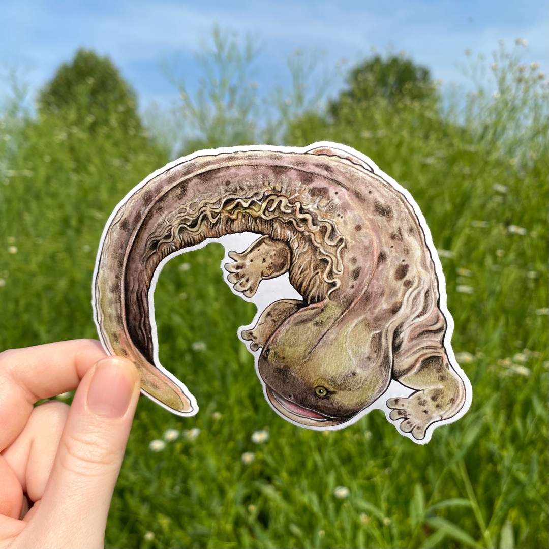 Hellbender Sticker Hellbender Salamander Weatherproof Vinyl Sticker – Allison Stoiser Art