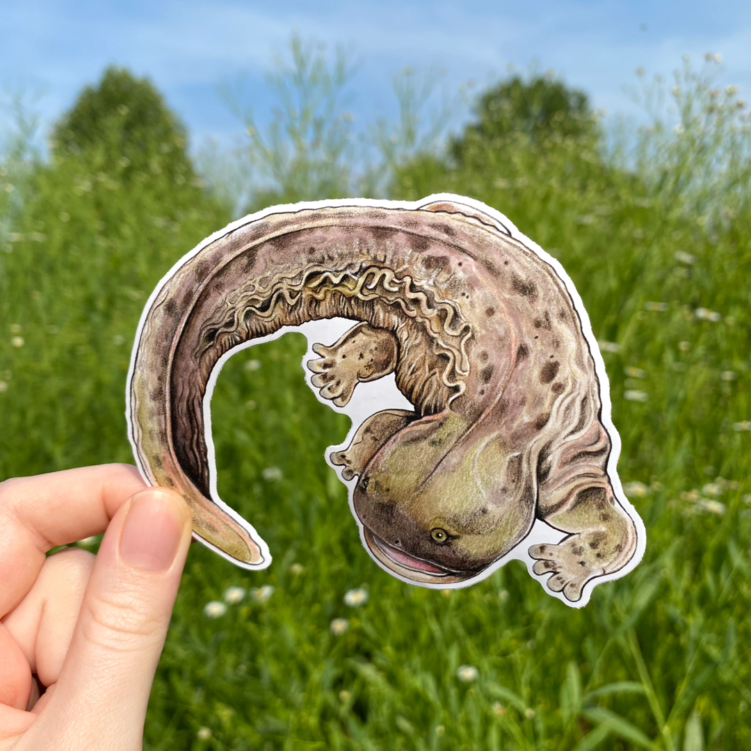 A hand holding a weatherproof vinyl sticker of a hellbender salamander.