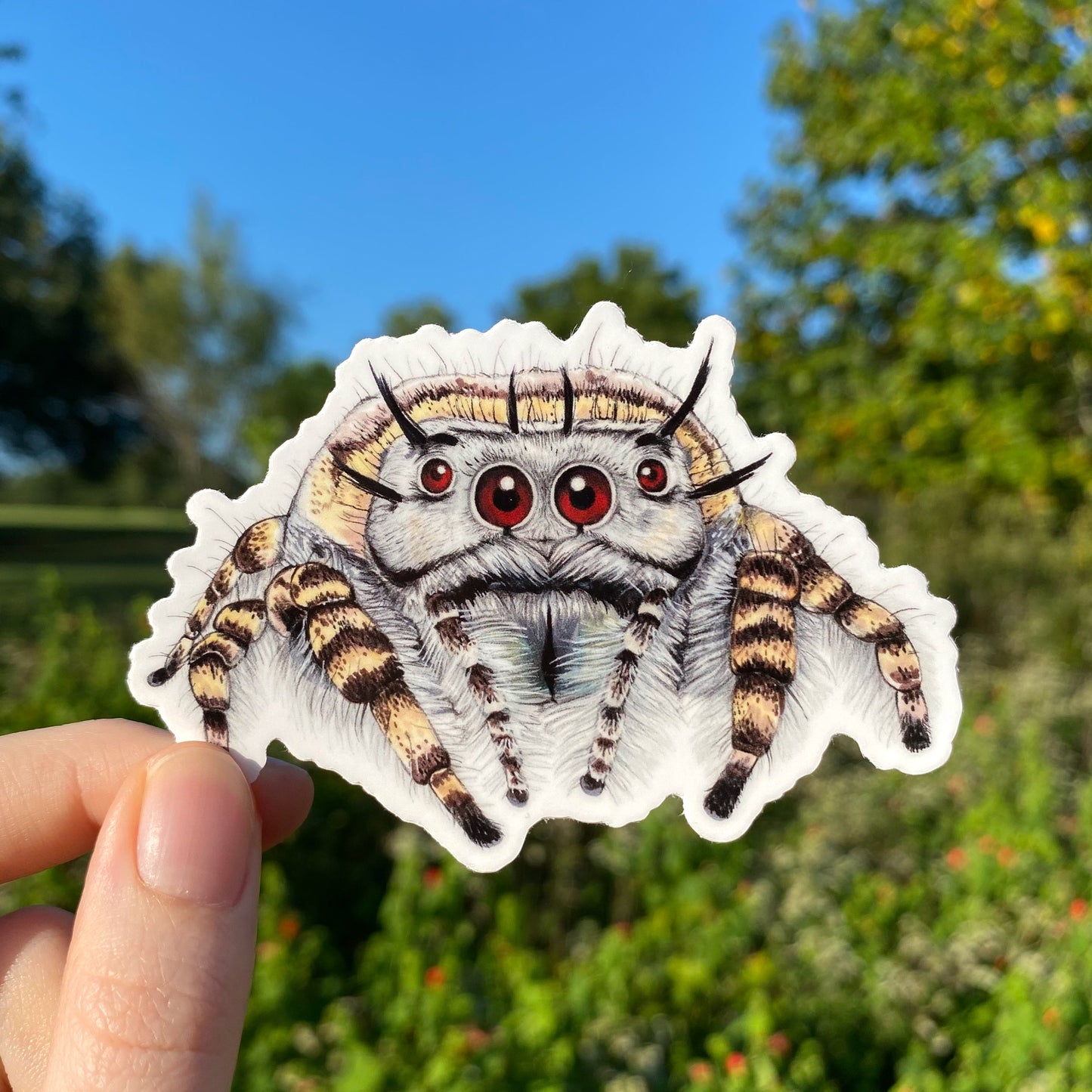 A weatherproof sticker featuring an illustration of a phidippus mystaceus jumping spider