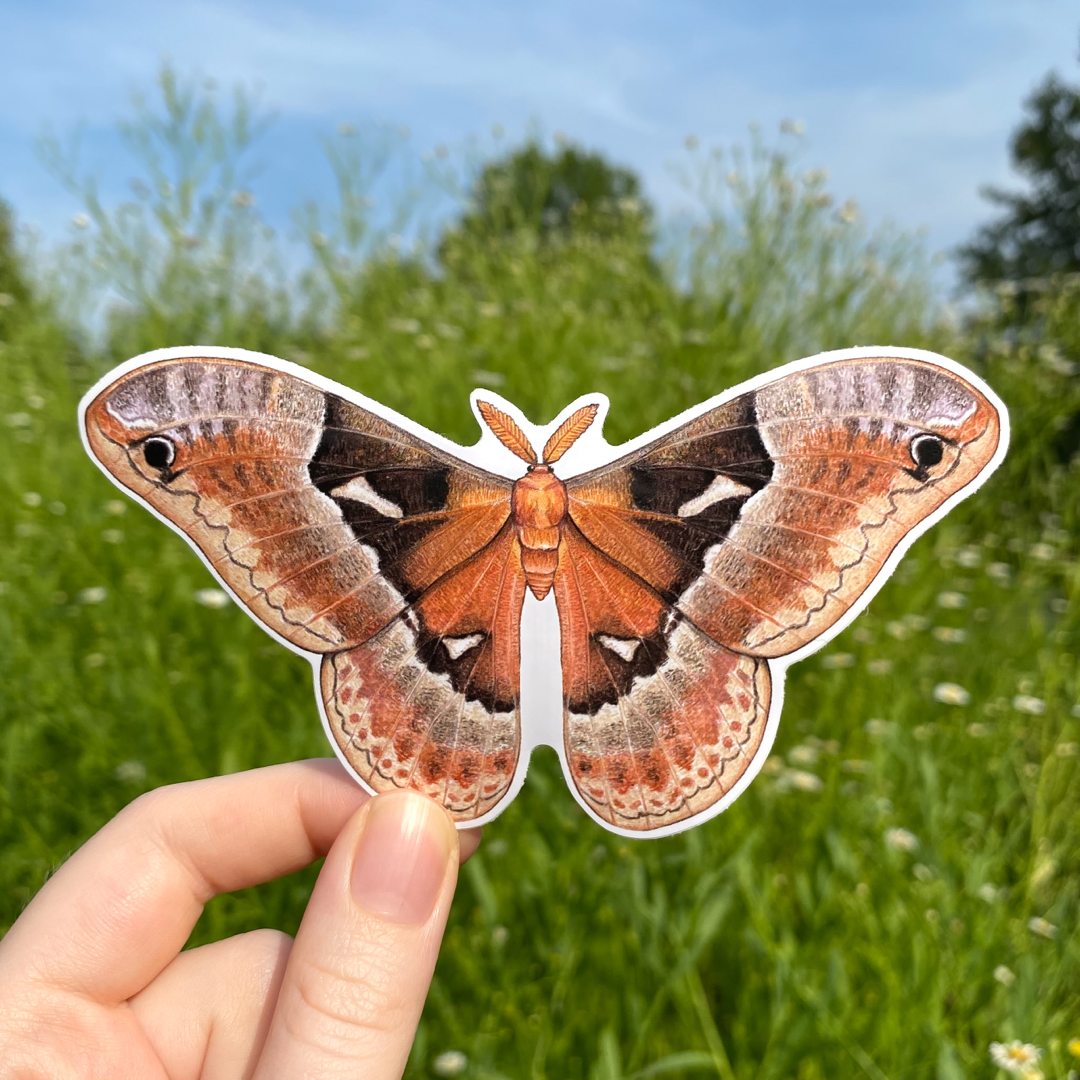 A hand holding a weatherproof vinyl sticker of a male tuliptree silkmoth.